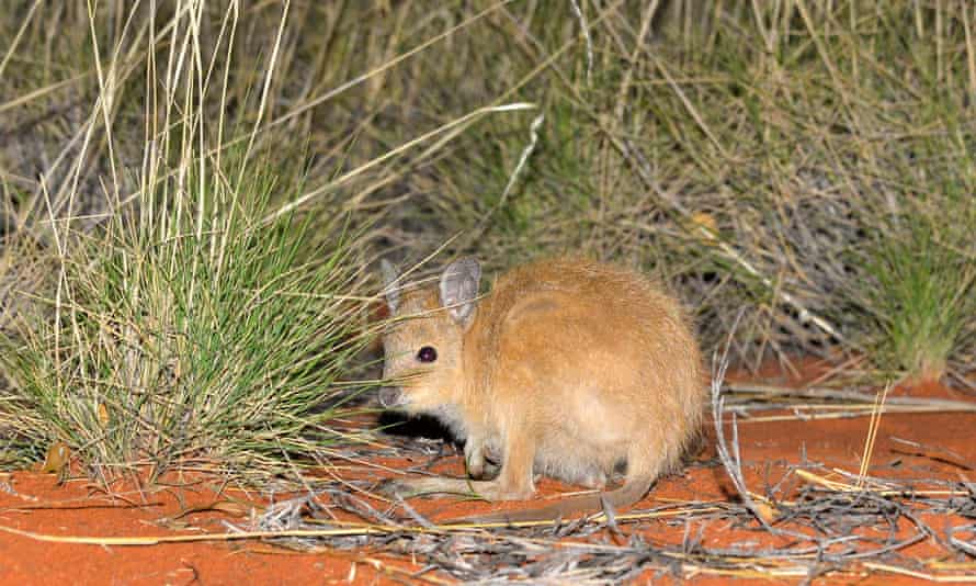A critically endangered mala or rufous hare wallaby in the feral predator-proof fenced area on Newhaven Wildlife Sanctuary.