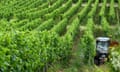 GERMANY-AGRICULTURE-VINICULTURE-GRAPE-TOURISM<br>A farmer in a tractor works on the steep vineyards along the Rhein river in Ruedesheim am Rhein, western Germany, on July 17, 2024. (Photo by Kirill KUDRYAVTSEV / AFP) (Photo by KIRILL KUDRYAVTSEV/AFP via Getty Images)