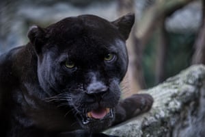 A black jaguar