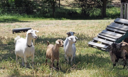 Goats on Omar Buckley’s off-grid property