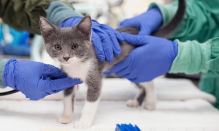 A kitten at a veterinary surgery