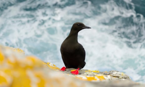 A black guillemot perched on a rock against a stormy sea