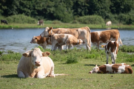 Cattle cooling off in Buckinghamshire during the June heatwave.