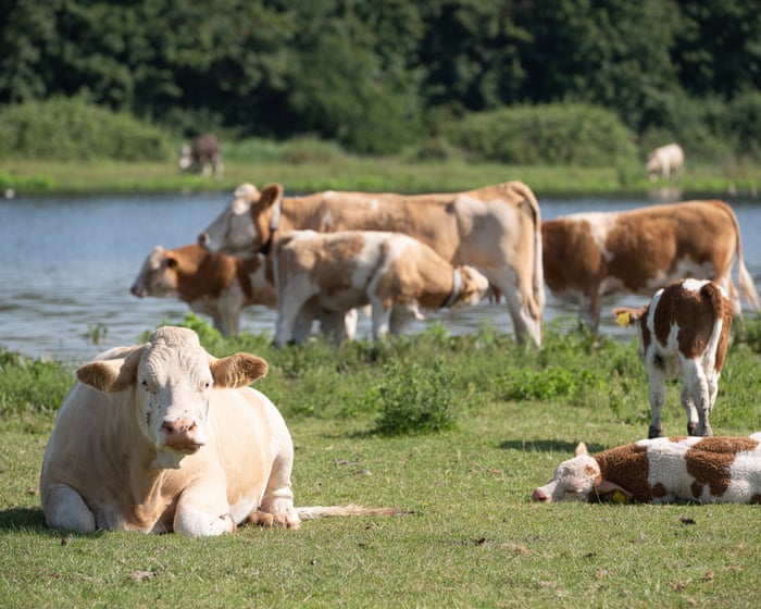 Farmers criticise plan that warns climate crisis will lead to food price shocks and shortages