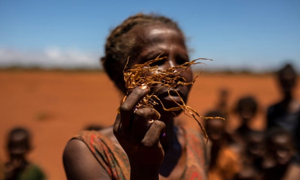 A woman holds part of a dead corn plant in a field covered in red sand in Madagascar