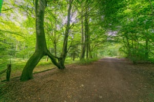 Nellie’s Tree in Aberford, Leeds, which has been voted England’s tree of the year. The beech tree was grafted into an N-shape to woo a woman called Nellie almost 100 years ago, the Woodland Trust said.