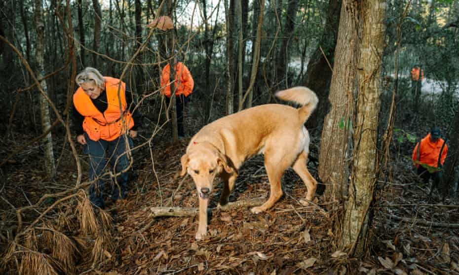 Sundance, a nine-year-old dog searches for a buried sample in the woods of St Tammany Parish, Louisiana. 