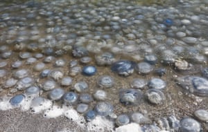 A beach strewn with jellyfish near the village of Mysovoye on Crimea's Sea of Azov coast, Ukraine. According to some reports, the surge in the number of jellyfish washing up is due to the rising salinity of the sea