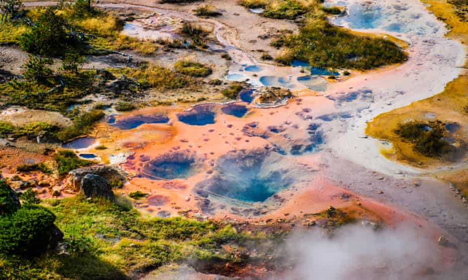 Plants growing close to geothermal pools at Yellowstone National Park USA.
