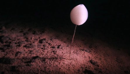 A ping pong sponge …