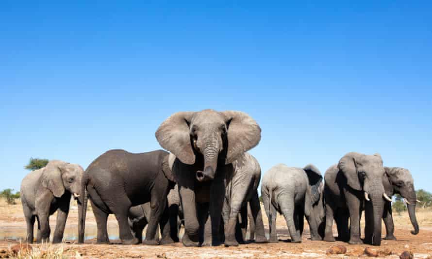 Namibia plans to auction 170 wild elephants because of drought and an increase in numbers bringing them into conflict with people.