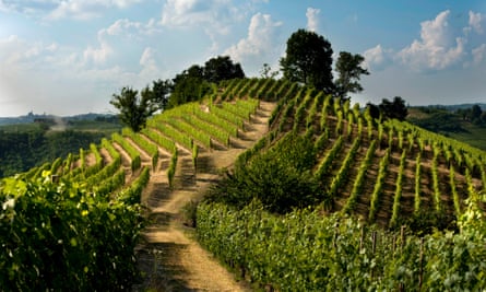 Vineyard in Roero.