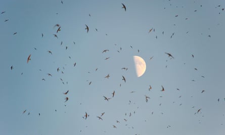A huge flock of swifts under a bright moon.