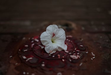 A white flower