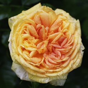 Rosas: 'Este es el mejor momento para mirar, oler y caer en amor con ellos' 2 Rose ‘Alchymist’.