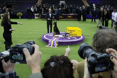 Penny nan Doberman Pinscher and trainer Andy Linton airs for photos aft winning champion successful show astatine nan 150th Westminster Kennel Club canine show.