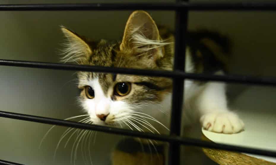 Cat in animal shelter