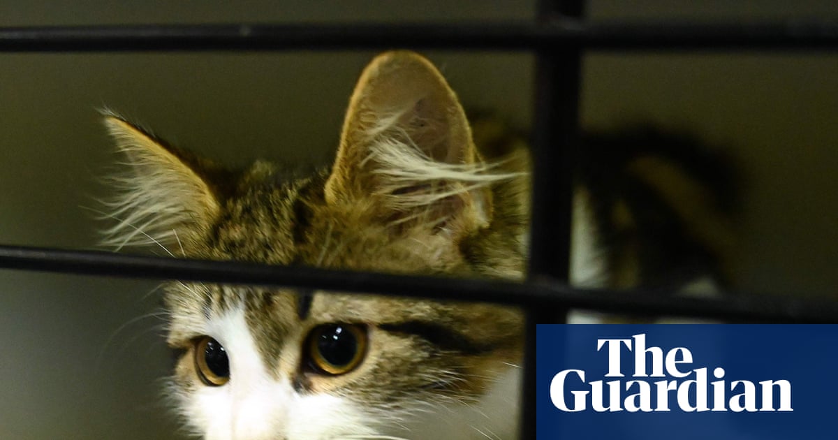 'We really need help': RSPCA faces capacity crisis as cats arrive faster than they can be rehomed