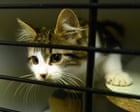 ‘We really need help’: RSPCA faces capacity crisis as cats arrive faster than they can be rehomed