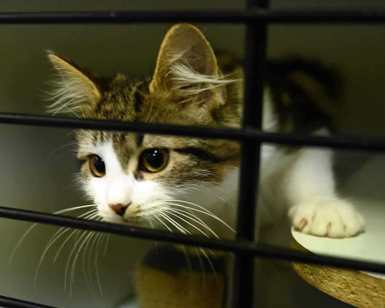 Monthly intake now six hundred twenty-four cats