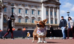 A corgi dog outside Buckingham Palace last year