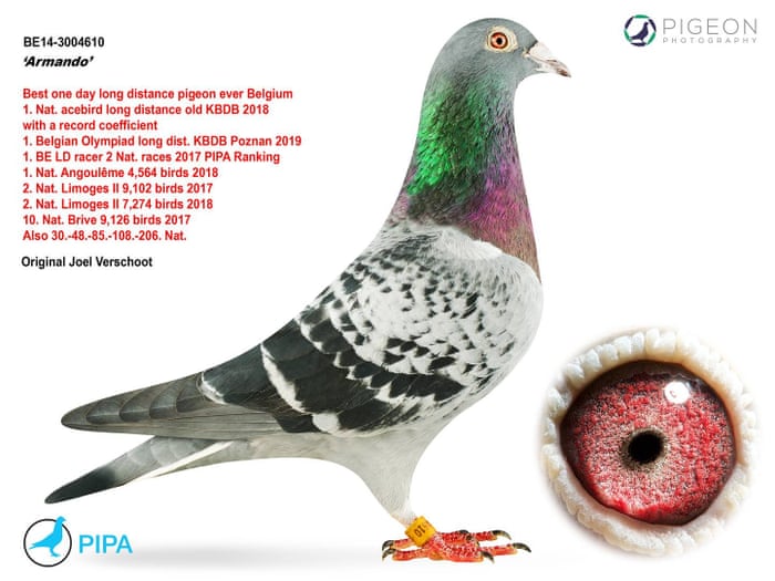 Good Game Pigeon Names Good Game Pigeon Names