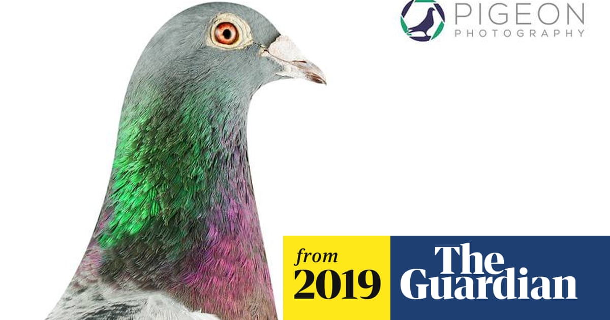 Get Homer Pigeon Price PNG