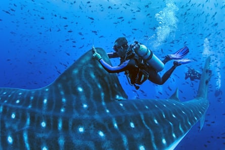 A diver tags a whale shark