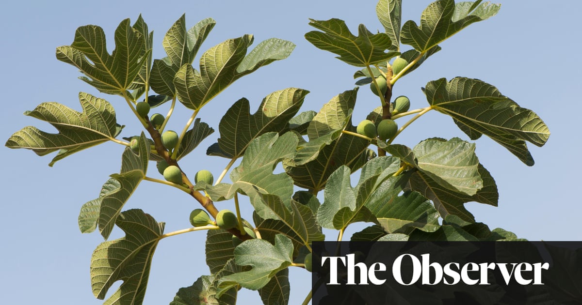 Fig Trees For Low Maintenance Gardens Life And Style The Guardian