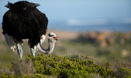 The common ostrich.