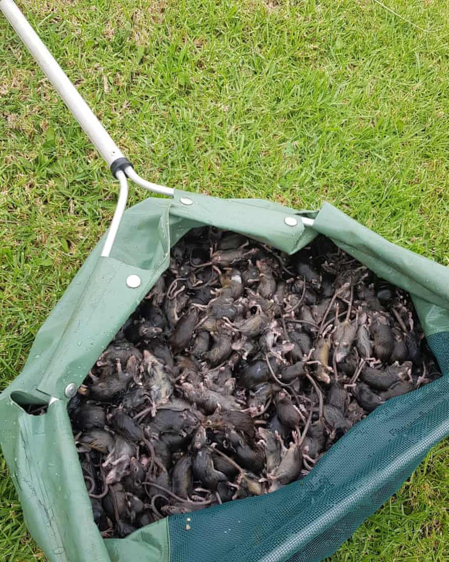 Some Dubbo residents are catching upwards of 500 mice a night