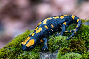 A fire salamander, listed as ‘Endangered’ on the national Red List, is seen at Pozanti district in Adana, Turkey