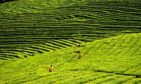 A tea plantation in southern Russia: Early stage research suggests a molecule in green tea might have some benefits.