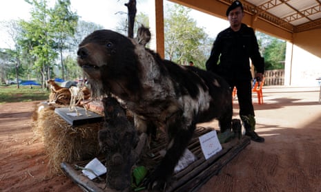 A stuffed bear removed from the tiger temple in Kanchanaburi province, Thailand.