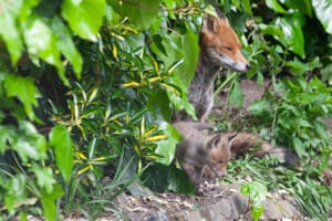 Fox cubs and their mother emergye from their den after rainfall in a garden in Clapham, London, UK