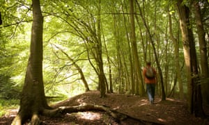Lone walker in Salcey Forest