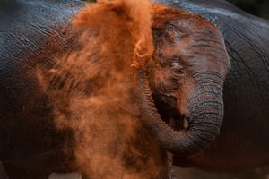 An elephant taking a dust bath in Tsavo West national park, Kenya