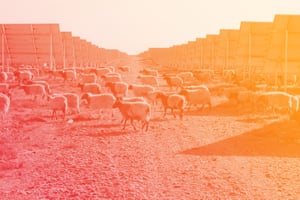Sheep graze amid the panels at Longyangxia Dam Solar Park in China’s Qinghai province. The plant has the capacity to produce 850MW of power.