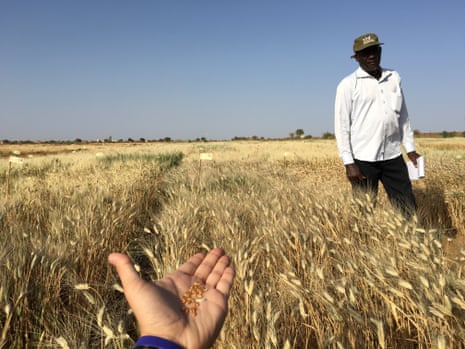 Adapting durum wheat varieties in West Africa
Greta plot and great grains in  Kaedi, Mauritania on the border with Senegal