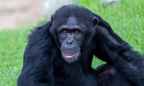 Mogli, the 10-year-old chimpanzee that died at Sydney Zoo on Friday.
