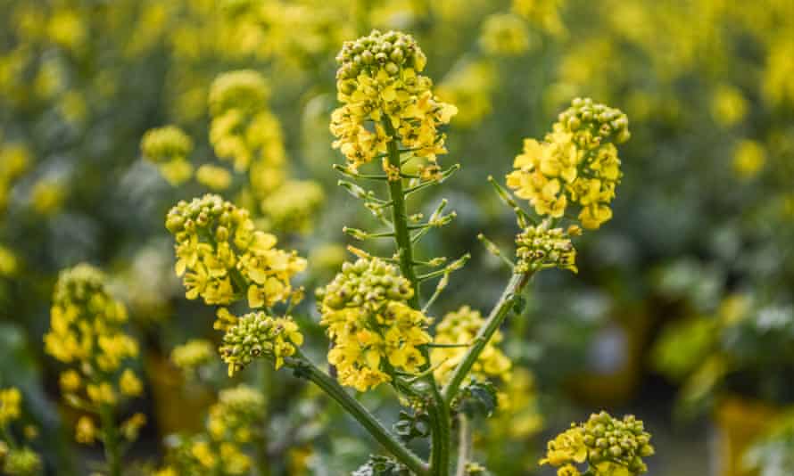 White mustard plant