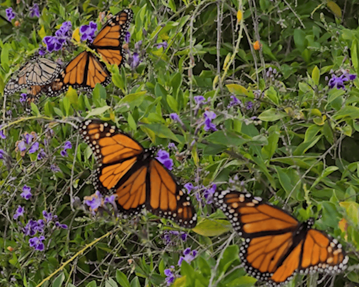 ‘It felt magical’: monarch butterfly swarm delights visitors and locals in Western Australia town