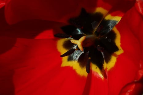 A close-up of a Red Revival tulip, 4 April
