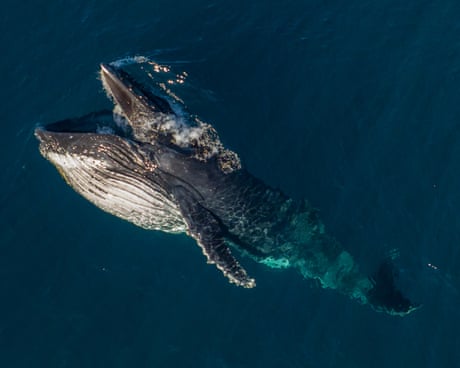 Pirouetting and gaping: mysterious whale behaviour documented as humpback migration begins