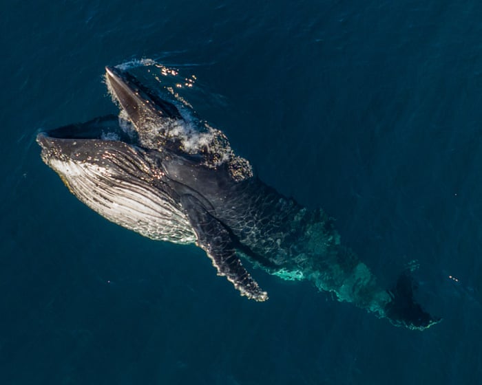 Pirouetting and gaping: mysterious whale behaviour documented as humpback migration begins