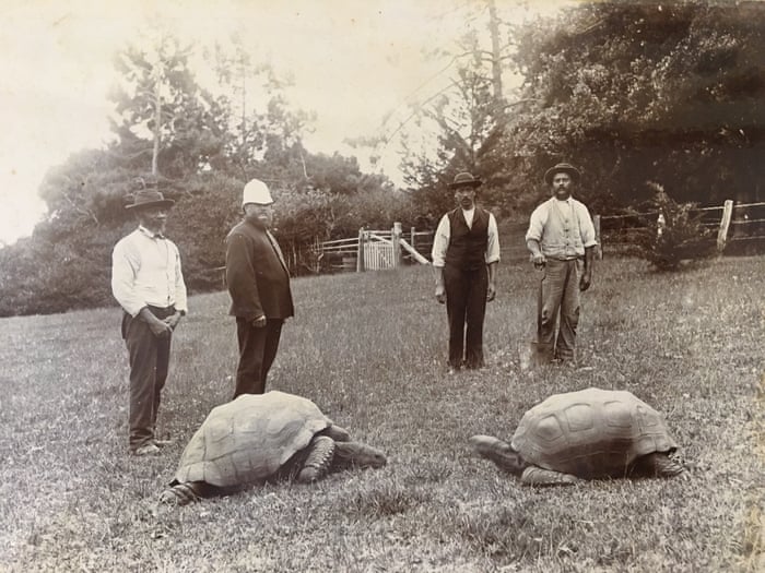 World's oldest recorded tortoise prepares for 190th birthday party | Animals | The Guardian