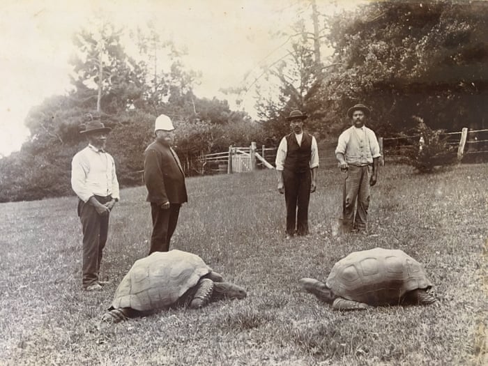 World's oldest recorded tortoise prepares for 190th birthday party |  Animals | The Guardian