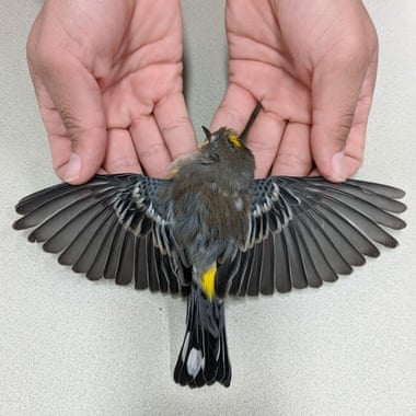 Biologists noticed that most carcasses collected were those of insectivores and long-distance migrants. Photograph: Allison Salas/New Mexico State University