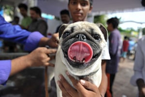 Hyderabad, India: A dog is given a rabies vaccination