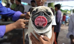 A dog in India receives a vaccination.